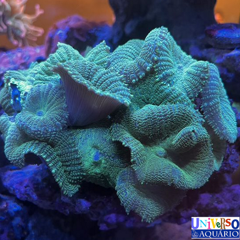 Coral Acropora Color Muda Peq