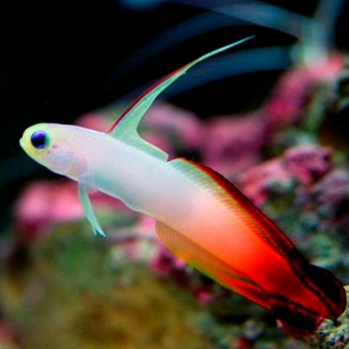 GOBY FIRE FISH