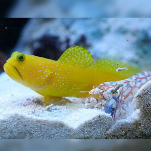 GOBY YELLOW WATCMAN